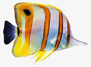 Copperband Butterfly Fish - Copperband Butterfly Fish Png #2566787
