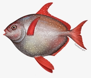 Grilled Spice-rubbed Opah - Opah #2566789