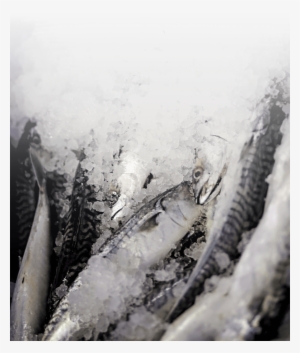 Fish On Ice - Ice #2567029