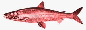 Real Or A Red Herring What Should Banks Think Of The - Red Herring No Background #2567094