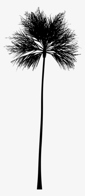 Tropical Vector Black And White - Palm Tree Silhouette Clip Art #2568214