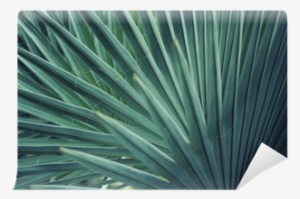 Real Tropical Leaves Background, Jungle Foliage Wall - Leaf #2569930