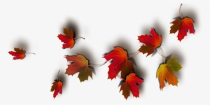 Today Feels Like A Real Autumn Day - Transparent Png Autumn Leaves #2570059