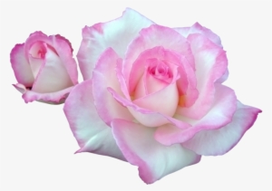 120335434 23 - Portable Network Graphics #2570368