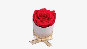 This Beautiful Preserved Rose Will Last More Than A - Garden Roses #2570420
