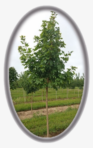 Acer Saccharinum 'green Mountain' - Birch #2570446