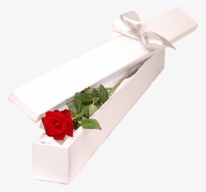 Single Rose Box - Rose #2570448