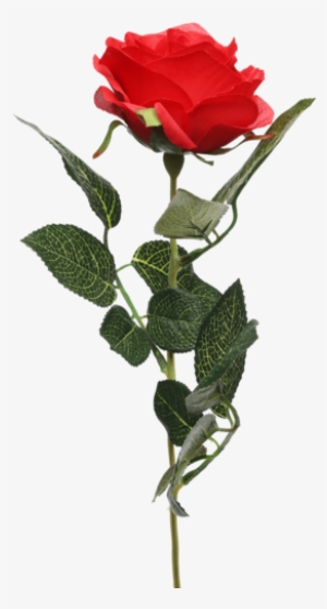 Single Rose Stem Red - Garden Roses #2570648