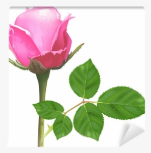 Single Isolated Light Pink Rose Flower Wall Mural • - Pembe Gül Canlı #2570762