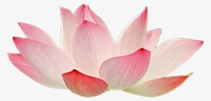 Light Pink Lotus By Jeanicebartzen27 On Deviantart - Pink Lotus Flowers Png Transparent #2572924