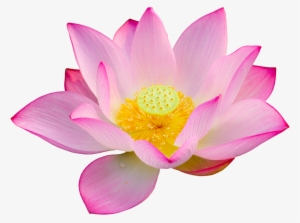 Lotus Png Big Size - Lotus Png #2573018