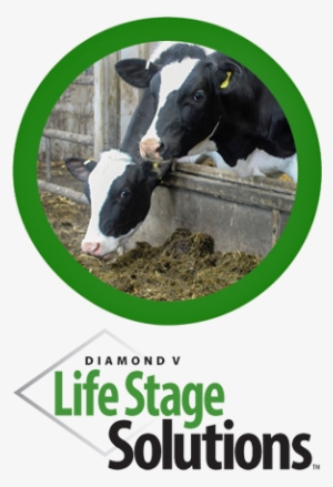 Dairy Nutrition And Health - Veterinary Medicine #2574033