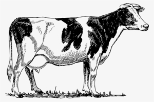 Cattle Cow Animal Biology Bovine Farm Mamm - Dairy Cow Drawing #2574054