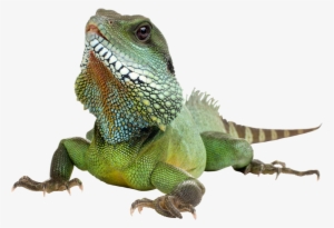 Download Png Image Report - 100 Facts: Reptiles & Amphibians #2574263