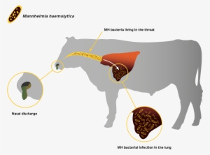 This Diagram Shows The Process Of Mh Bacteria Living - Cattle #2574377