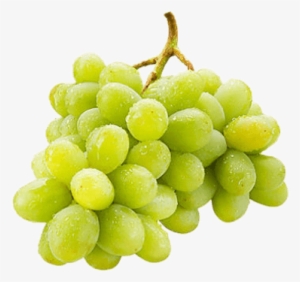 Green Grapes - Kombucha Niagara Grape Sparkling Wonder Drink - 250 #2575125