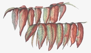 Red Leaves 1 Square #2576093