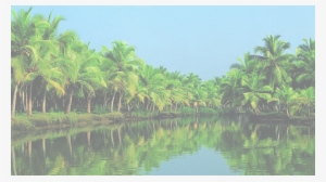 Liveplus Coconut Trees - Best Place To Die #2576171