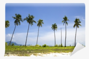 Coconut #2576240