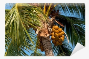 Coconut #2576310