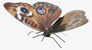 Picture Of Buckeye - Metal Earth Butterfly Buckeye #2577552