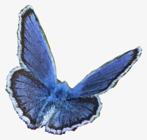 3d Butterfly Png - Portable Network Graphics #2577614