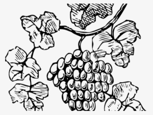 Random Cliparts - Dionysus Symbol Grape Vine #2578053