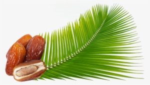 Sobopa Is A Tunisian Company Specializing In The Production, - Palm Png Dates #2579363