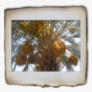 Deglet Noor Export #2579731