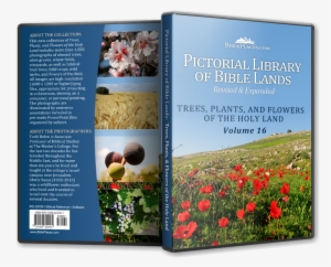 Trees, Plants, And Flowers Of The Holy Land - Tree #2581430