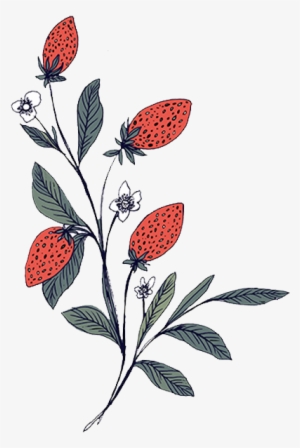 Strawberries No Text - Portable Network Graphics #2581573