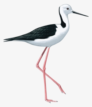 Black Winged Stilt 36cm - Black Winged Stilt Png #2583190