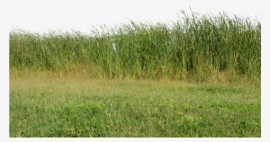 Grass, Grass No Background, Nature, Green, Plant - Pixabay #2583374