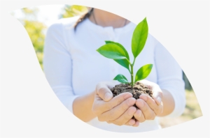 Send Emails, Plant Trees - Hand #2583475