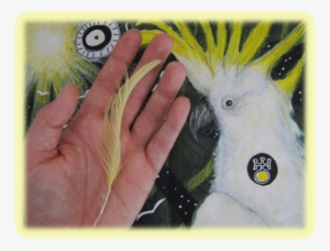 Picture - Sulphur-crested Cockatoo #2583631