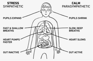 Stop, Breathe And Think App - Stress Sympathetic Calm Parasympathetic #2583983
