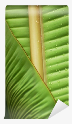 Banana Leaf Wall Mural O Pixersr We Live To Change - Wall #2585804