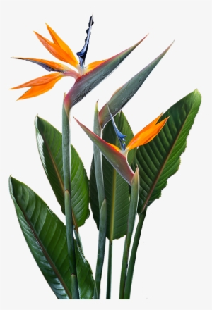 Sam Riviere, Author Of 81 Austerities - Festival #2585907