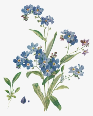 29 Images About Måla On We Heart It - Forget Me Not Botanical Illustration #2586928