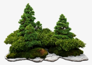 Bonsai Bonsai Tree Green Tree The Stones C - Free Hd Bonsai Png #2590257