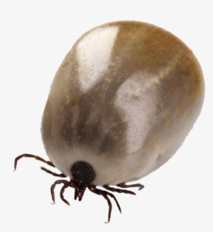 Tick Insect Png #2590723
