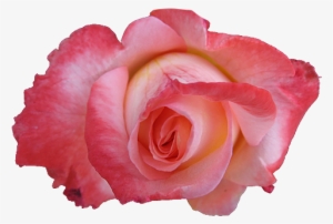 Beautiful Nature Images Roses Wallpaper And Background - Pink Rose Icons #2591842