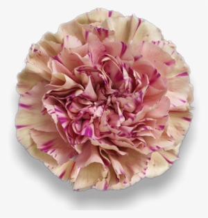 Antigua - Carnation #2591987