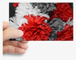 Color Splash Red Carnations Decal - Carnation #2592470