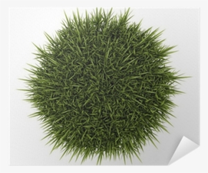 Top View Of Decorative Grass Isolated On White Background - Top View Ornamental Grass Png #2592506