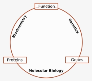 Molecular Biology Is The Branch Of Biology That Deals - Biochemistry Molecular Biology And Genetics #2592613