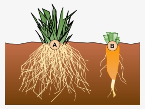 Tap Root System #2592754