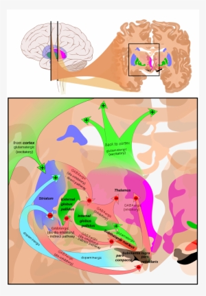 At The Top, A Line Drawing Of A Side View Of The Human - Basal Ganglia Circuits #2592854