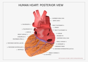 Heart Facts - Anatomie Hart Latijns #2593082