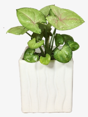 Arrowhead Plant Purifies The Air - Laughingplants #2594093